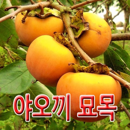 [전북농원] 야오끼 감 묘목 감나무묘목 1년생 유실수 과수묘목 조경 (택배배송)