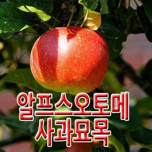 [전북농원] 사과 알프스오토메 묘목 1년생 유실수 과수묘목 조경 (택배, 묶음배송가능)