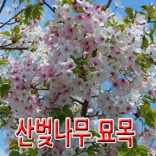 [전북농원]산벚나무 R4점 (택배배송) 조경수 묘목